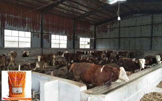 育肥肉牛的飼料怎樣選擇 肉牛的育肥方法有哪些