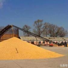 養豬利潤越來越少,大型養豬企業養豬成本為什么這么低?散養戶又該往什么方向發展?