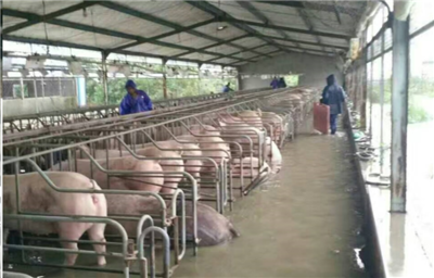 洪水無情,中糧有情 中糧飼料“新飼軍”和客戶攜手抗洪 - 豬飼料企業 - 中國養豬網-中國養豬行業門戶網站