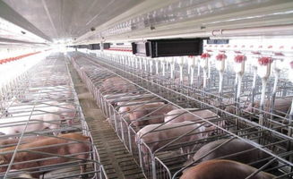 規模養豬場如何把控 四大關口