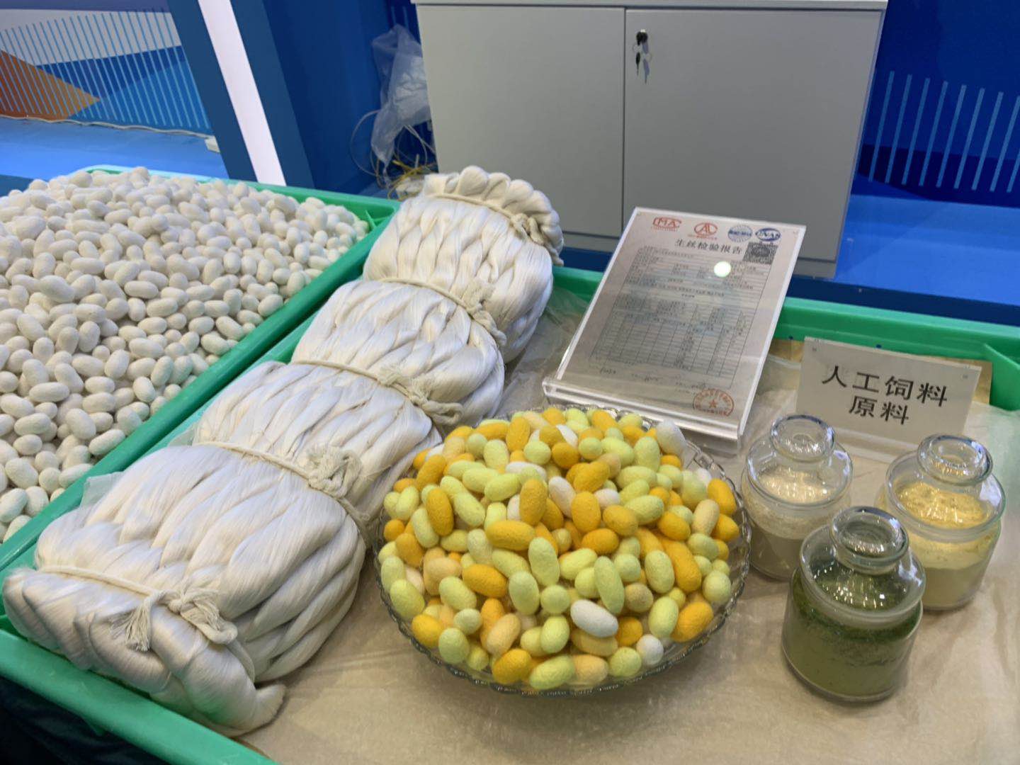 五千年的養蠶模式被顛覆 工廠化養蠶攻克世界性難題_巴貝