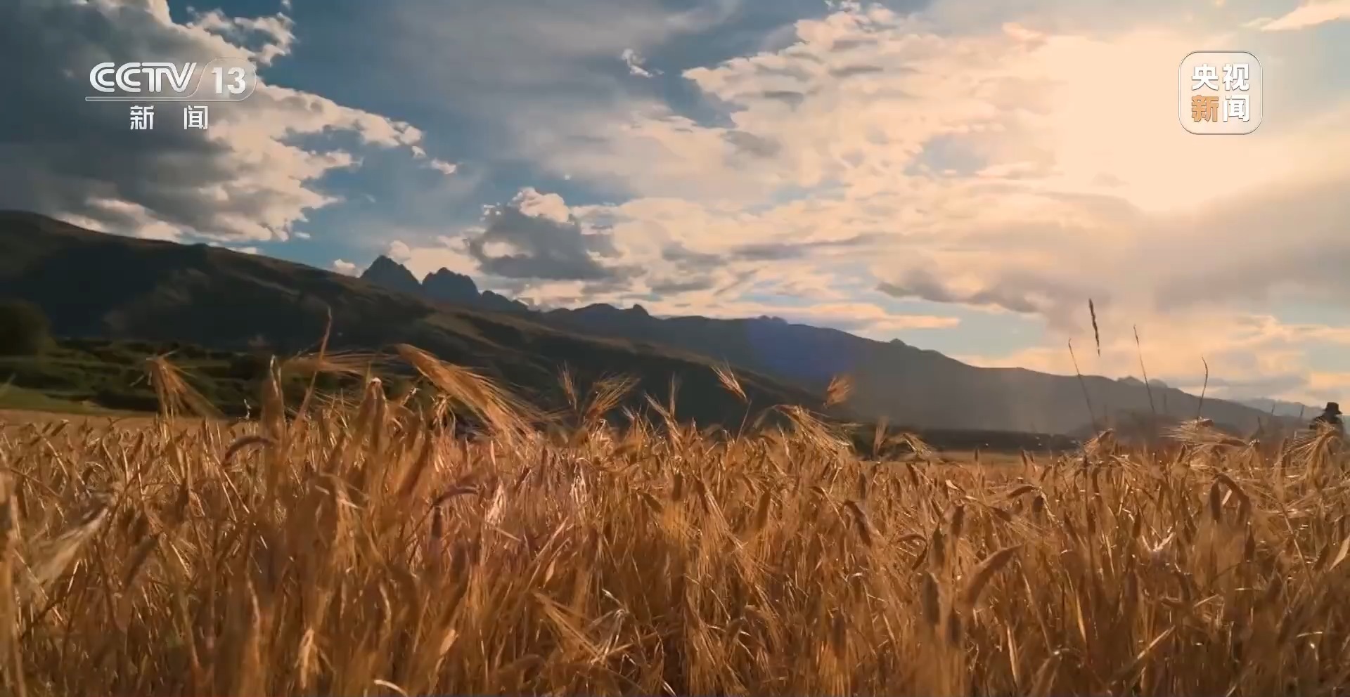 青稞成熟美如畫 一路見證豐收喜悅與飼料原料銷售